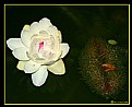 Picture Title - "Water Lilly 1"