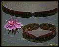 Picture Title - "Water Lilly 3"