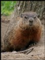 Picture Title - Groundhog Day