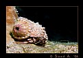Picture Title - Herman The Hermit Crab