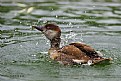 Picture Title - like water off a duck's back