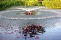 Picture Title - Lilies & Fountain