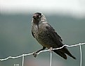 Picture Title -   - CROW -