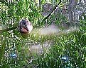 Picture Title - Duck on Water Abstract