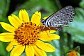 Picture Title - Flower & Butterfly