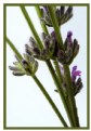 Picture Title - Plant Stalk Detail
