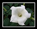 Picture Title - Wheelesque White Flower