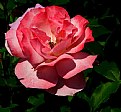 Picture Title - Springtime Rose