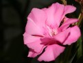 Picture Title - Flower (2)