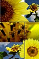 Picture Title - Sun flower