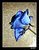 Blue rose