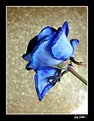 Picture Title - Blue rose