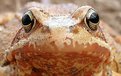 Picture Title - European Common Frog