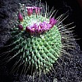 Picture Title - Mammillaria