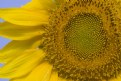 Picture Title - Sunflower