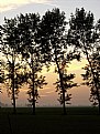 Picture Title - Tree Sunset