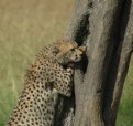 Picture Title - Kenya Style Hide and Go Seek