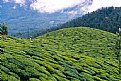 Picture Title - Munnar
