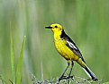 Picture Title - yellow bird