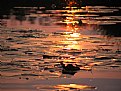 Picture Title - sunset amidst lilypads