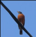 Picture Title - Bird on a Wire
