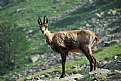 Picture Title - Chamois