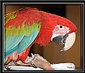 Picture Title - Green Wing Parrot