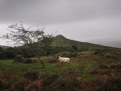 Picture Title - Moorland sheep