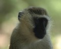 Picture Title - Sad Monkey