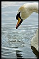 Picture Title - Swan