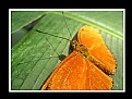 Picture Title - Orange Butterfly & Shadow