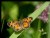 Northern Crescent (Phyciodes cocyta)