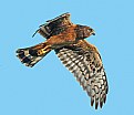 Picture Title - Northern Harrier (F)