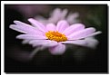 Picture Title - Pink Daisy.