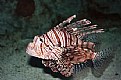 Picture Title - Lionfish