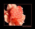 Picture Title - Dianthus Caryophyllus