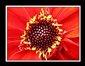 Picture Title - Center of Crimson Flower