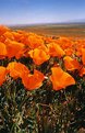 Picture Title - Spring Poppies