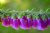 Foxglove Sprig