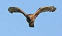 Picture Title - Northern Harrier- Immature