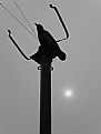 Picture Title - Bird on the Telephone Line