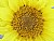  Girasole