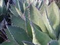 Picture Title - agave I