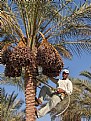 Picture Title - haaaay.....palm climber