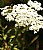FLOWER & IT"S GUEST