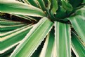 Picture Title - Agave II