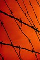 Picture Title - Barbed Wire