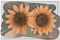 Picture Title - Sunflower Effect