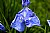 An iris 