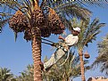 Picture Title - haaaay.....palm climber2